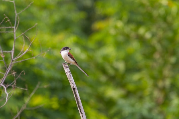 Birmano Shrike (Lanius collurioides)