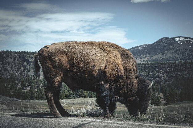 Bison accanto alla strada