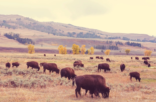 Bisonte a Yellowstone