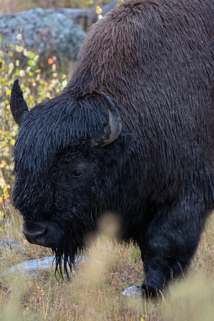 Bisonte americano Bisonte bisonte nel Parco Nazionale di Yelowstone