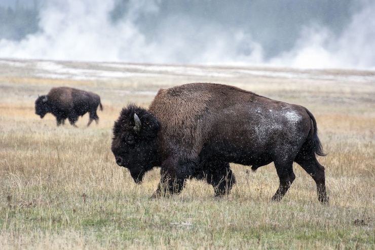 Foto bisonte americano (bisonte bisonte)