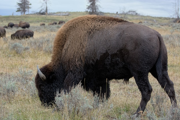 Bisonte americano (bisonte bisonte)