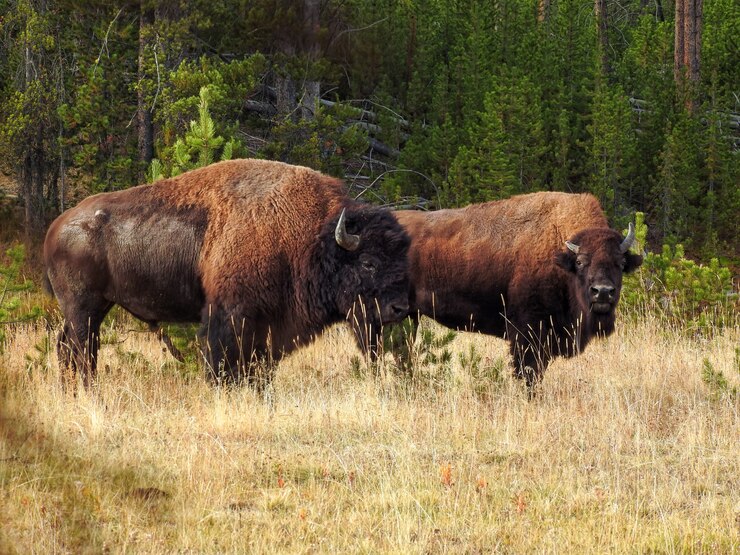 Foto bisonte americano che sta su un campo