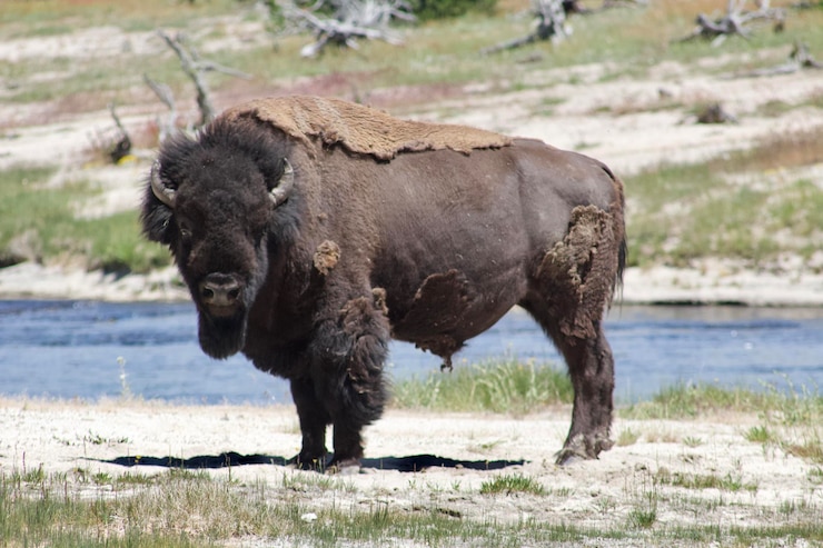 Foto bisonte americano con un piccolo fiume sullo sfondo