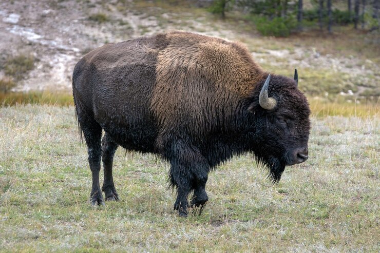 Foto bisonte americano nel parco nazionale di yellowstone