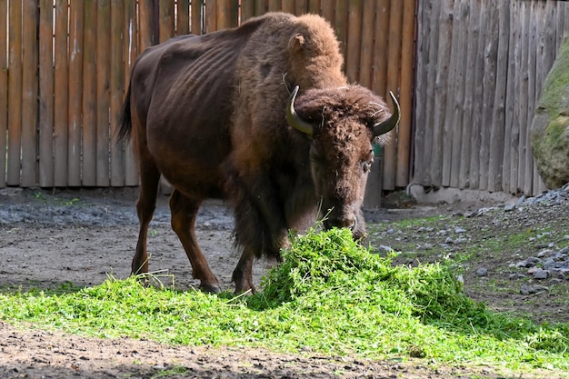 Bisonte che mangia erba alla fattoria