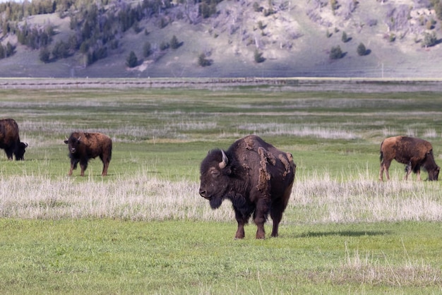 Bisonte che mangia erba nel parco nazionale di Yellowstone del paesaggio americano