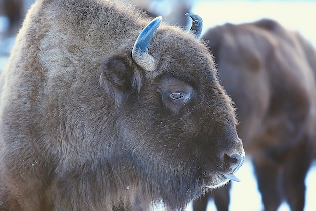 Bisonte di uro in natura / stagione invernale, bisonte in un campo nevoso, un grande bufalo di toro