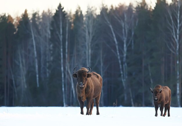 Bisonte di uro in natura / stagione invernale, bisonte in un campo nevoso, un grande bufalo di toro