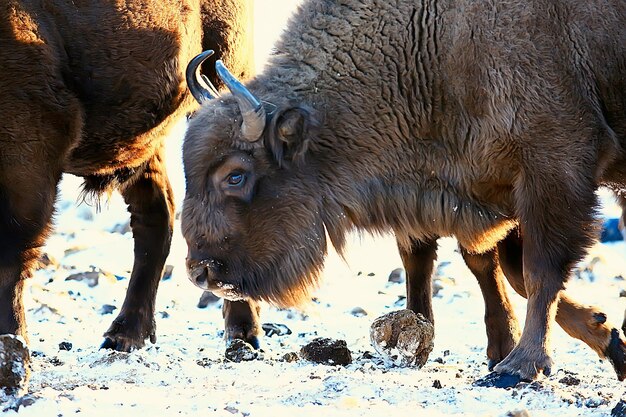 Bisonte di uro in natura / stagione invernale, bisonte in un campo nevoso, un grande bufalo di toro