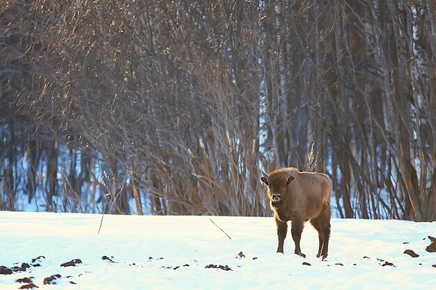 Bisonte di uro in natura / stagione invernale, bisonte in un campo nevoso, un grande bufalo di toro