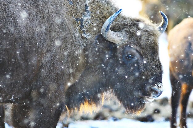 Bisonte di uro in natura / stagione invernale, bisonte in un campo nevoso, un grande bufalo di toro