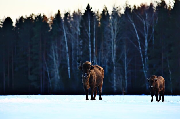 Bisonte di uro in natura / stagione invernale, bisonte in un campo nevoso, un grande bufalo toro