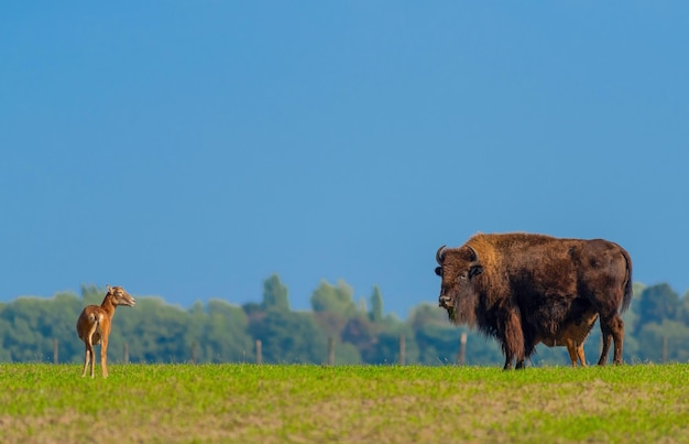 Bisonte e piccolo bisonte in natura