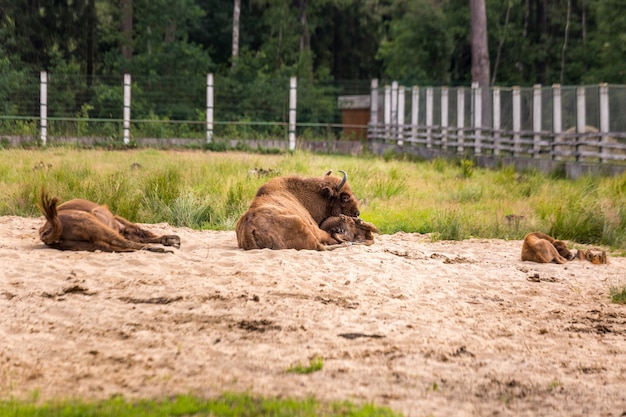 Bisonte europeo Bielorussia