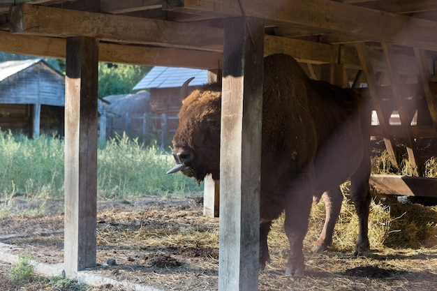 Bisonte europeo - Bison bonasus nella riserva moldava.