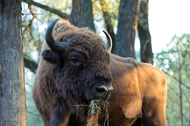 Bisonte europeo - Bison bonasus nella riserva moldava.