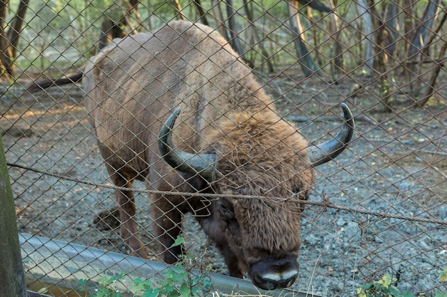 Bisonte europeo - Bison bonasus nella riserva moldava.