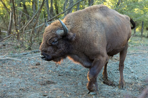 Bisonte europeo - Bison bonasus nella riserva moldava.