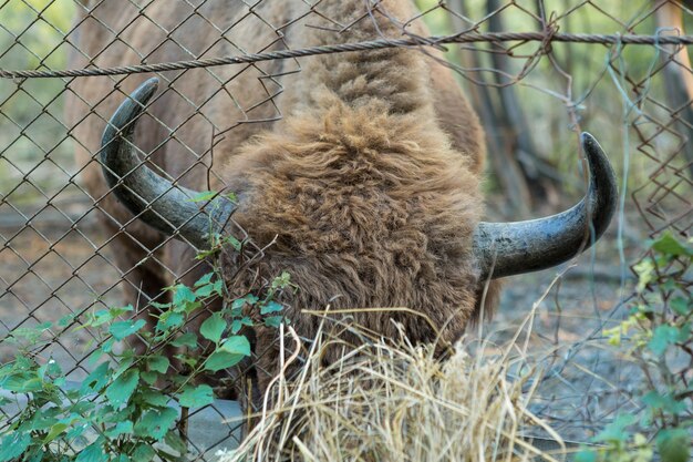 Bisonte europeo - Bison bonasus nella riserva moldava.