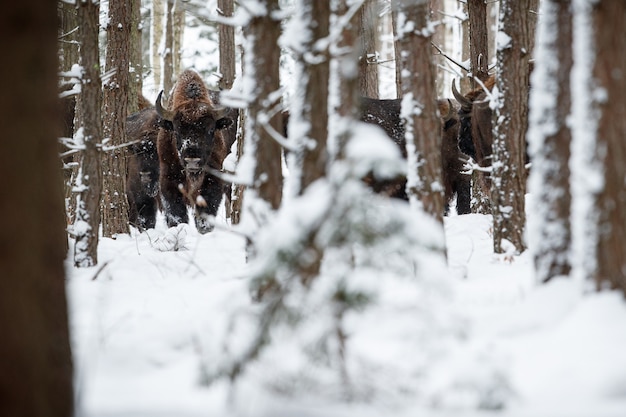 Bisonte europeo nella bellissima foresta bianca durante l'inverno Bison bonasus