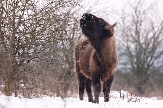 Bisonte europeo nella bellissima foresta bianca durante l'inverno Bison bonasus