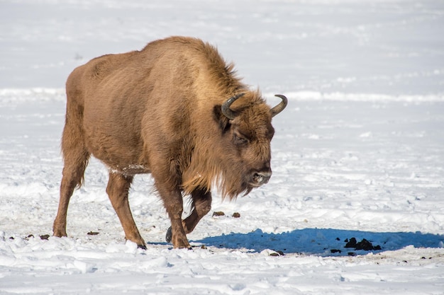 Bisonte europeo su sfondo di neve