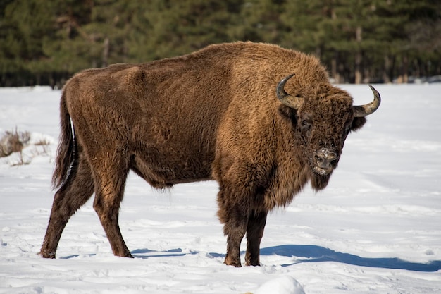 Bisonte europeo sulla neve