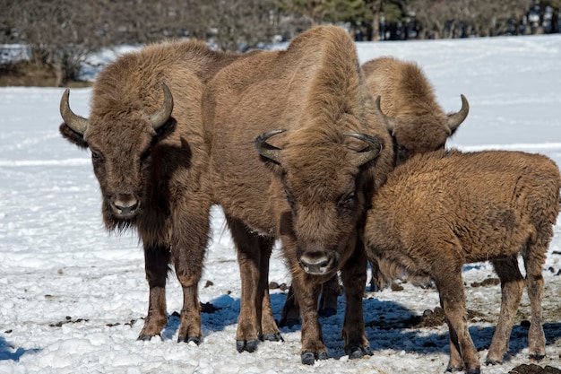 Bisonte europeo sulla neve