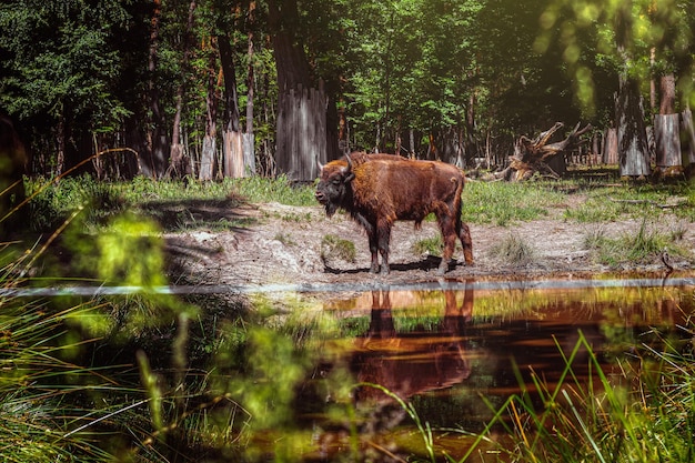 Bisonte in un lago nello zoo di Tierpark con fiori e alberi di erba verde sotto il sole splendente