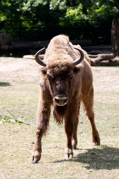 Bisonte in una radura