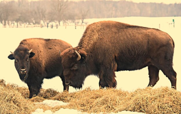 Bisonti in un campo