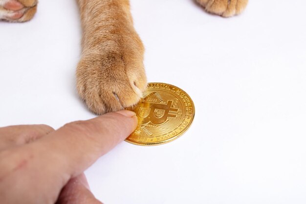 Bitcoin e la zampa di gatto su sfondo grigio