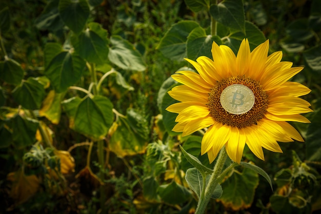 Bitcoin moneta d'oro su un bellissimo girasole