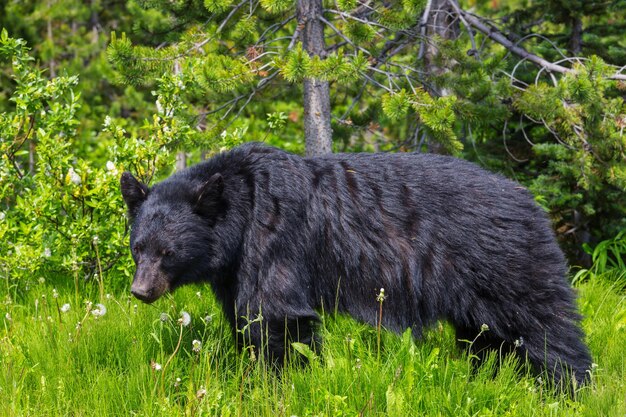 Black Bear