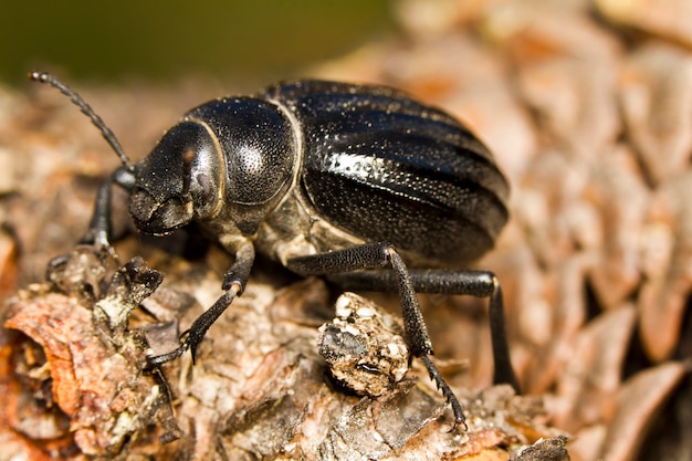 Black Beetle (Pimelia costata)