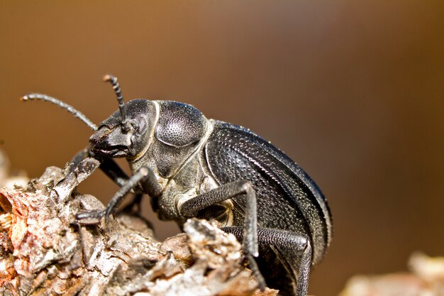 Black Beetle (Pimelia costata)