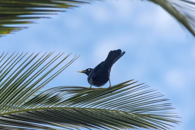 Black Bird su una foglia di palma