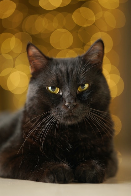 Black Bombay Cat Feline