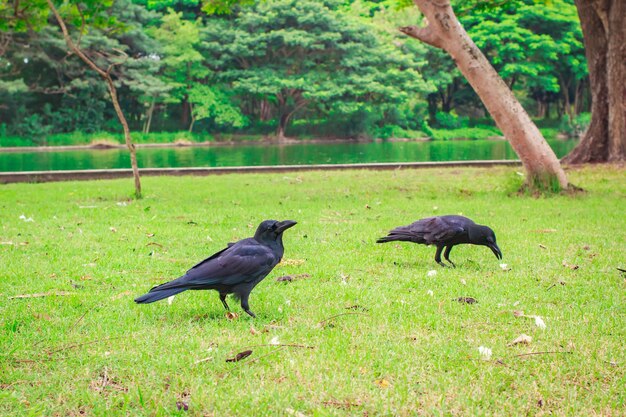 Black Carrion Crow (Corvus corone).