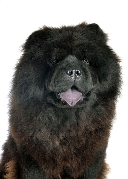 Black Chow Chow