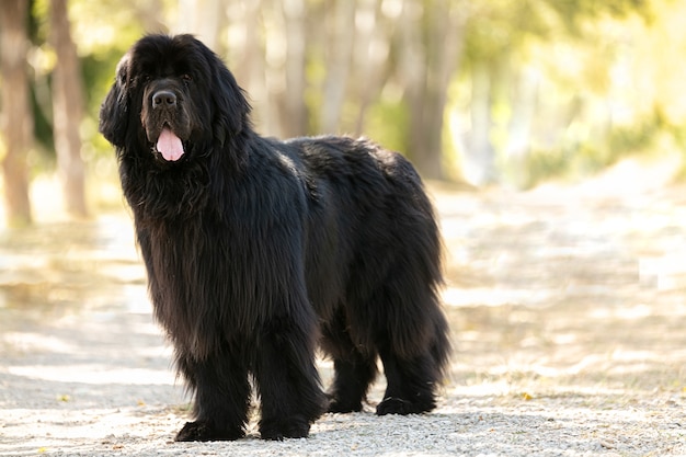 Black Newfoundland Dog in piedi allo stato selvatico