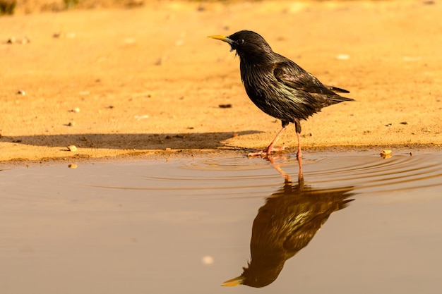 Black Starling o Sturnus unicolor riflesso nell'acqua