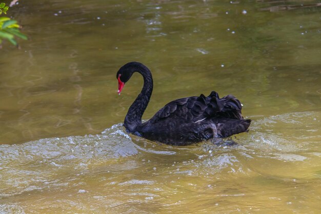 Black Swan che scivola con grazia sull'acqua