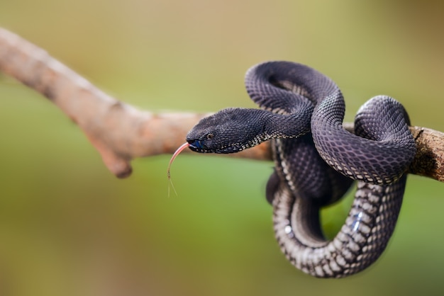 Black Viper Trimeresurus purpureomaculatus Manggrove Pit Viper Serpente velenoso