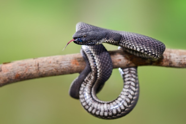 Black Viper Trimeresurus purpureomaculatus Manggrove Pit Viper Serpente velenoso