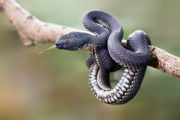 Black Viper Trimeresurus purpureomaculatus Manggrove Pit Viper Serpente velenoso