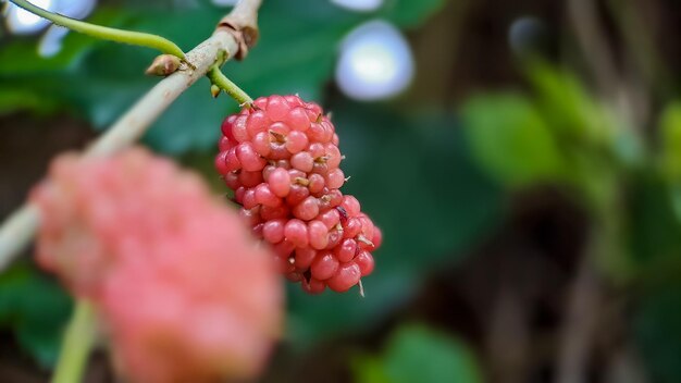 Blackberry brasiliano MORUS CELTIDIFOLIA su gelso close up Foto macro di blackberry brasiliano o gelso