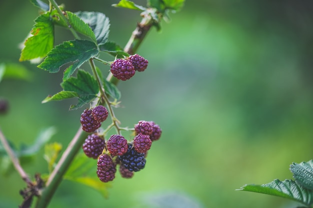 Blackberry bush in un giardino