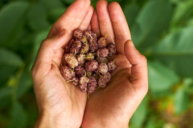 Blackberry in mani femminili su uno sfondo di natura